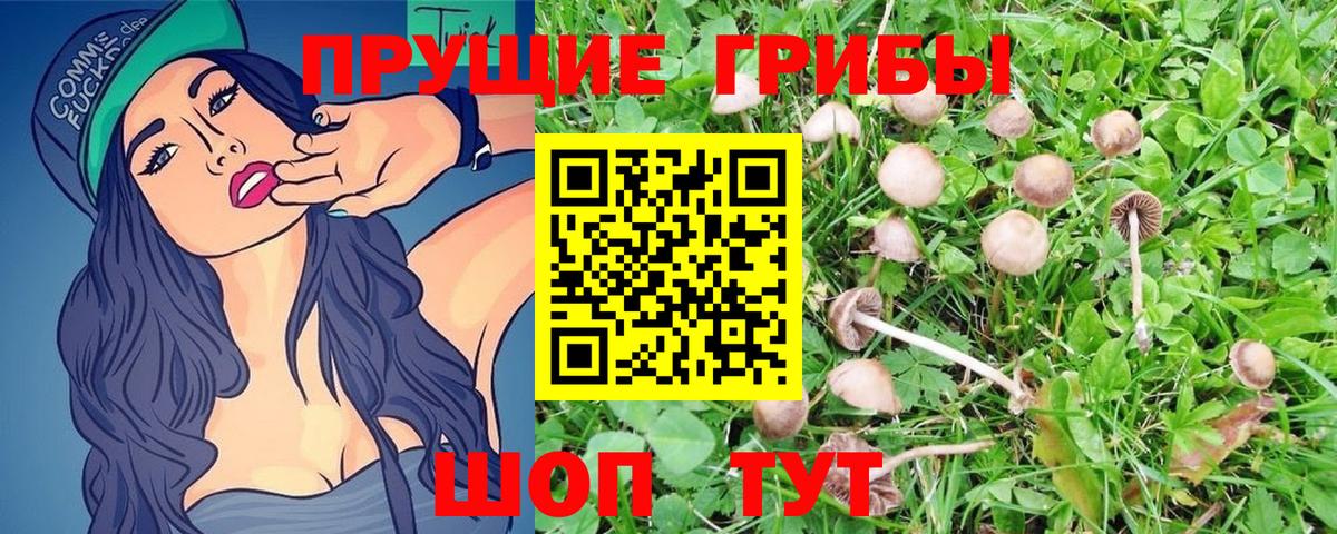 Галлюциногенные грибы Cubensis Кузнецк